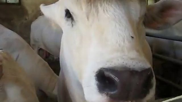 Chianina Cows смотреть онлайн