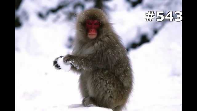 #543. Обезьяны (В мире животных) смотреть онлайн