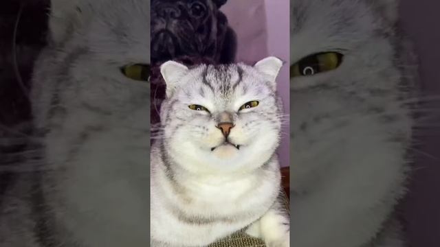 Морда ехидная смотреть онлайн