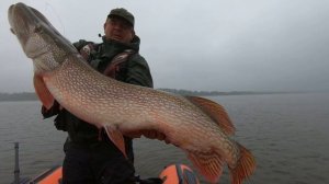 15 интересных фактов о Щуке