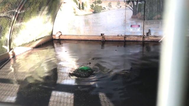 The Bunyip at Murray Bridge смотреть онлайн