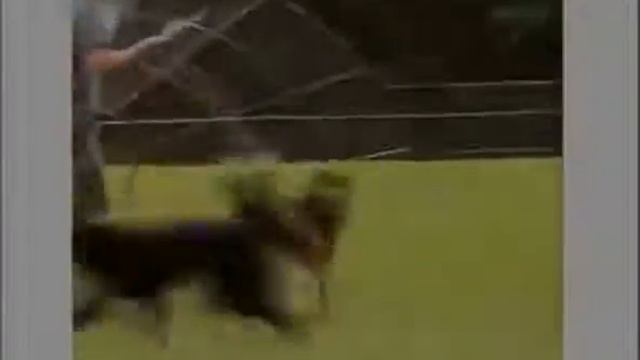 Австралийская овчарка