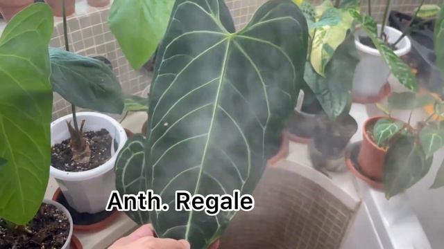 Plant tour of my rare Anthurium from Ecuagenera смотреть онлайн