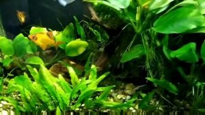 Сайдекс против водорослей в аквариуме. За две недели хороший результат!