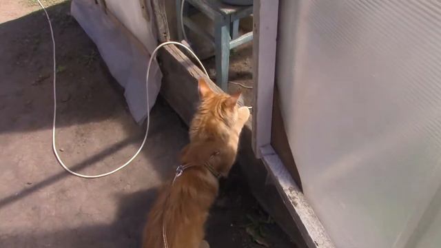 Летняя ПРОГУЛКА КОТА Мейнкуна на свежем воздухе! смотреть онлайн