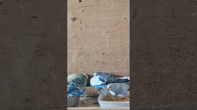 Мокричник, самая полезная травка для птичек. Как её найти на улице. смотреть онлайн