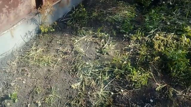 Купил бутылки для молока. Покупки в сад. смотреть онлайн