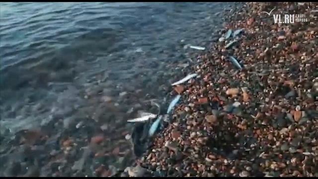 Во Владивостоке на берег выбросились десятки особей мойвы и анчоуса смотреть онлайн