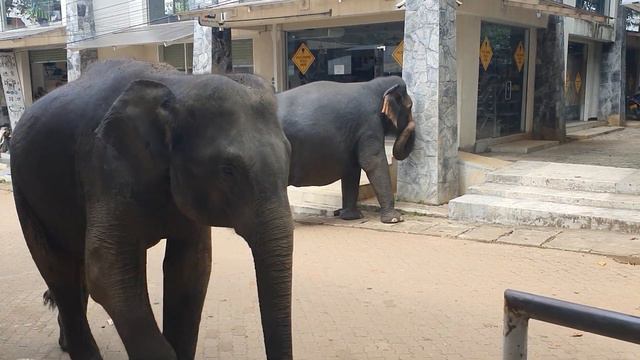 Деревня Слонов Sri Lanka 🇱🇰 Elephant Village 🐘 ♥️ Истинный Релакс смотреть онлайн