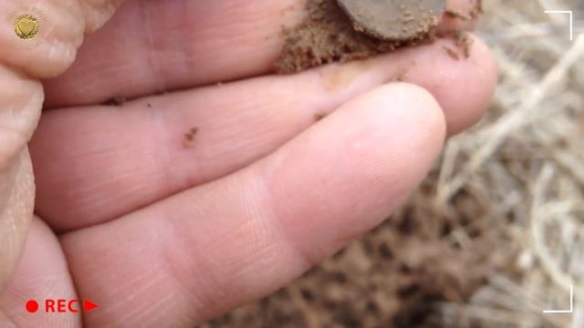 16 грамм меди за 100 $! XP Deus: находки в старом селе на берегу реки. 16 g of copper for $100! смотреть онлайн