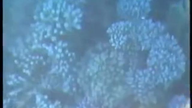 Красное море, погружение. смотреть онлайн