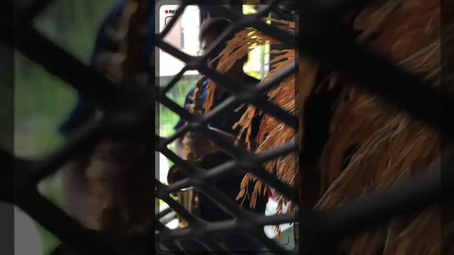 Theo Wanne GaiaMetal no.7 смотреть онлайн