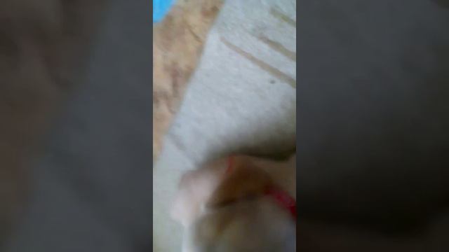 Мне купили собаку !! смотреть онлайн