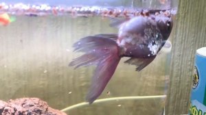 Золотая Рыбка плавает на Боку и кверху пузиком ￼ !!!