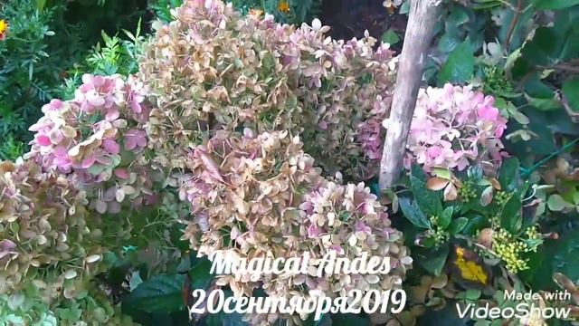 20сентября2019 Карликовая Метельчатая Гортензия Magical Andes🤗✌️ смотреть онлайн