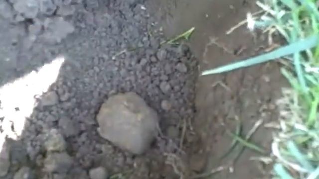 Metal Detecting with Tommy #120 A war nickel. смотреть онлайн