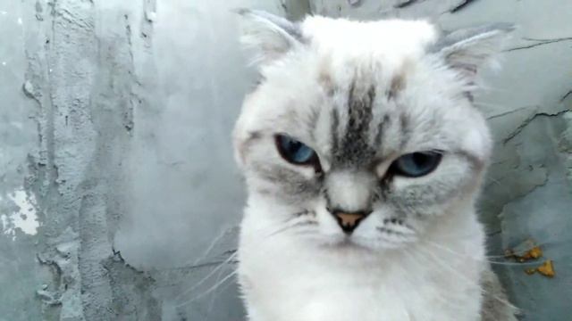 Всем приветики друзья Я создала канал который называется Соня шоу блог смотреть онлайн