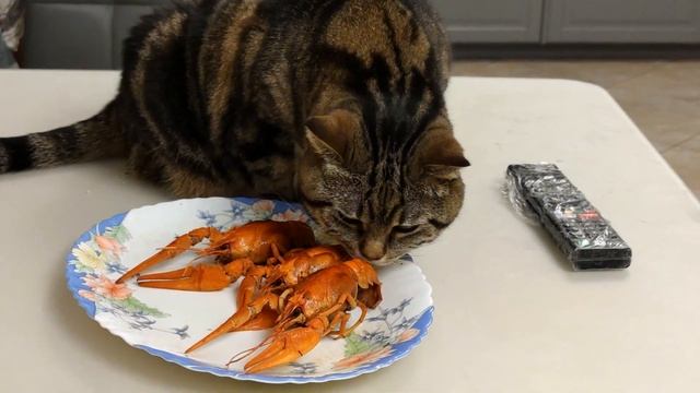 ЧТО ЕДЯТ КОШКИ? ИЛИ ХОТЯТ СЪЕСТЬ... смотреть онлайн