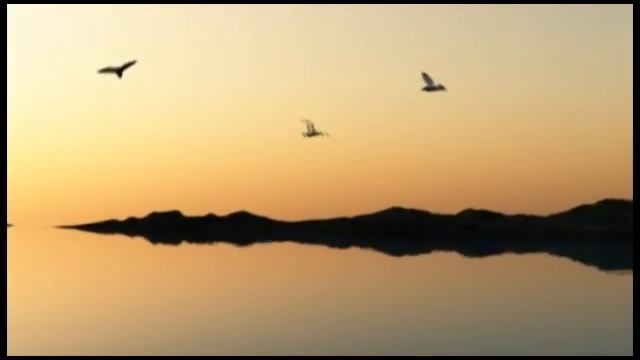 Vue 8.0 - lake-gulls смотреть онлайн