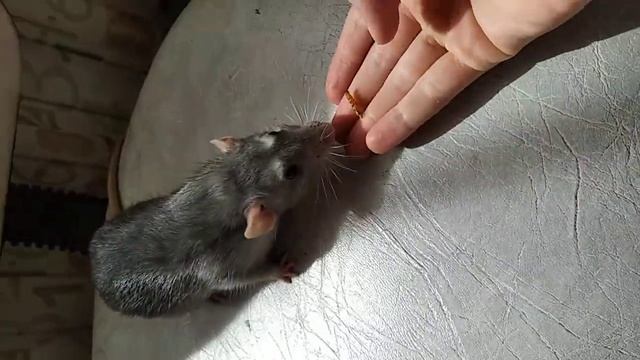 как приручить крысу к рукам смотреть онлайн