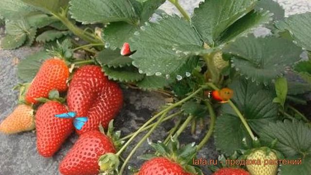 Земляника садовая Мальга (fragaria malga) ? обзор: как сажать, рассада, саженцы земляники Мальга смотреть онлайн