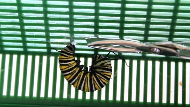 Raising Monarchs - Side J-Hang Relocation (Help The Monarch Butterfly) смотреть онлайн