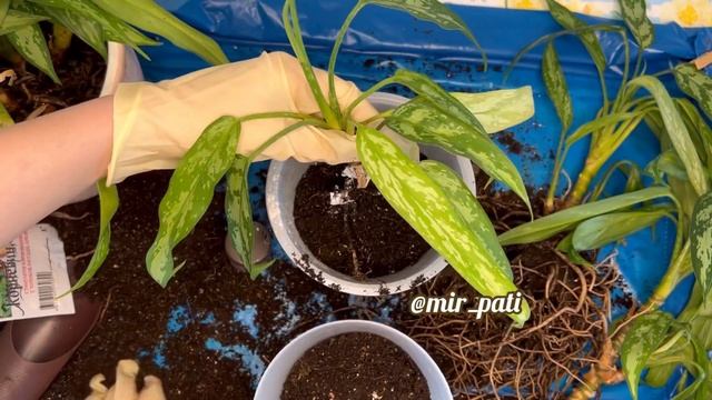 РАССАЖИВАЮ АГЛАОНЕМУ! ОСОБЕННОСТИ УХОДА. АГЛАОНЕМА ПОРАДУЕТ ЦВЕТЕНИЕМ! смотреть онлайн