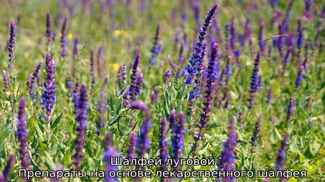 Шалфей — описание, сорта, где применяется