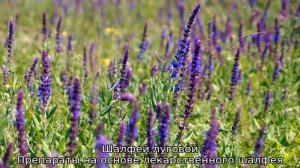 Шалфей — описание, сорта, где применяется