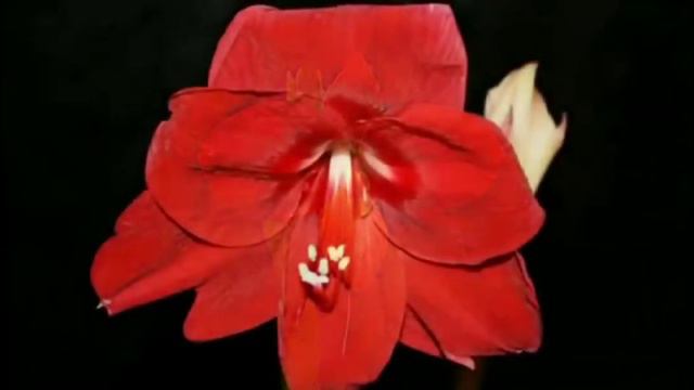 Eng zor muzika смотреть онлайн