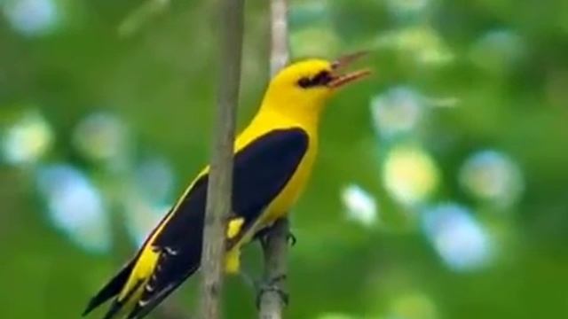 Голоса птиц  Иволга