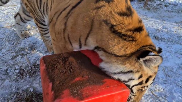 кофе для Тигров/ coffee for tigers смотреть онлайн