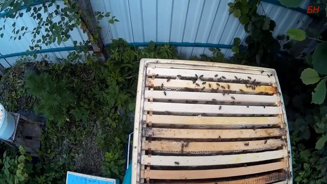 пчеловодство, установка пчелоудалителя (записки новичка) смотреть онлайн