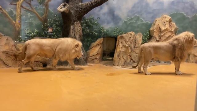 Зоопарк Казани - что зимой делают животные «антидепрессанты» в пасмурные дни смотреть онлайн