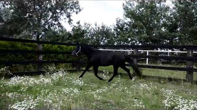 CORNET BLUE wałach wallach gelding смотреть онлайн
