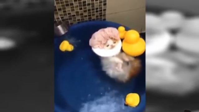 Ржака до слёз Смешной кот принимает ванну смотреть онлайн