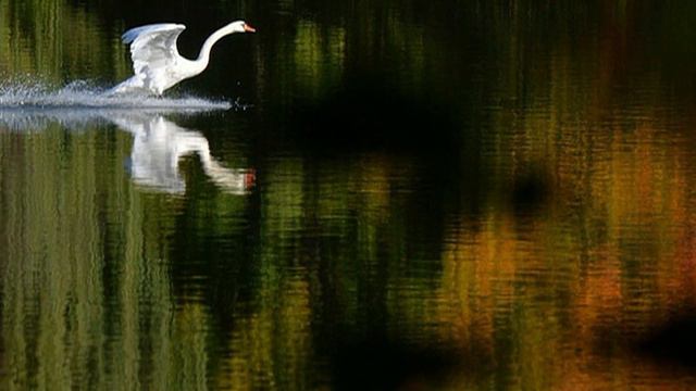 ЛЕБЕДИ ЛЕТЯТ. смотреть онлайн