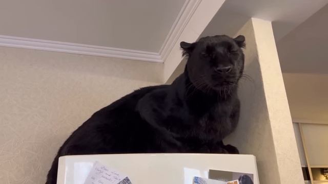 Panther Luna And Dragon ?? / Weighing A Leopard And A Rottweiler ?