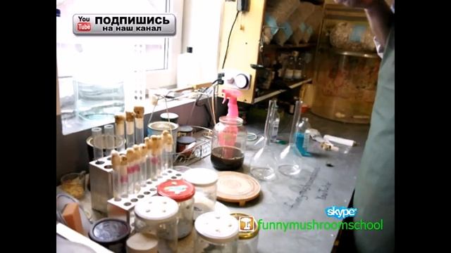 Вешенка мицелий, жидкая питательная среда, состав и приготовление смотреть онлайн