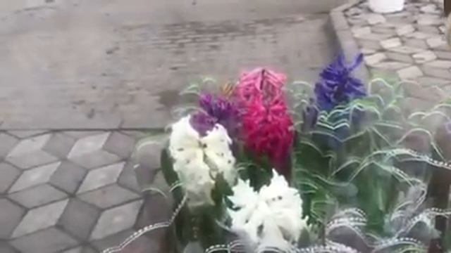 Цветы перед 8 марта смотреть онлайн