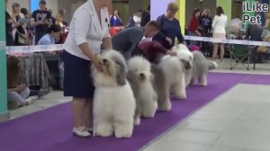 3 правила перевозки крупной собаки в общественном транспорте