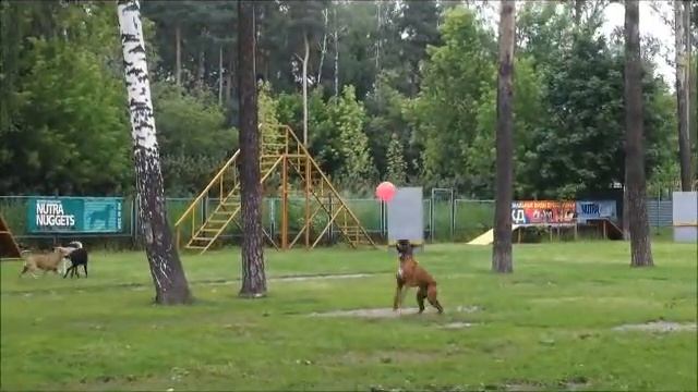 Вилли - боксёр и шарик смотреть онлайн