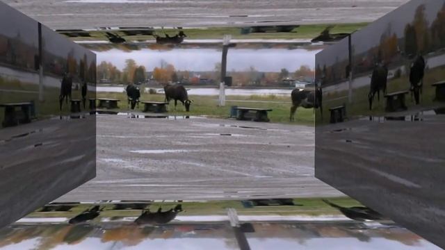 Valentin - про корову.avi смотреть онлайн