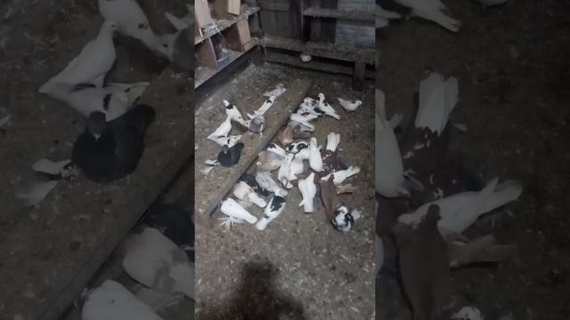 Кормление голубей смотреть онлайн