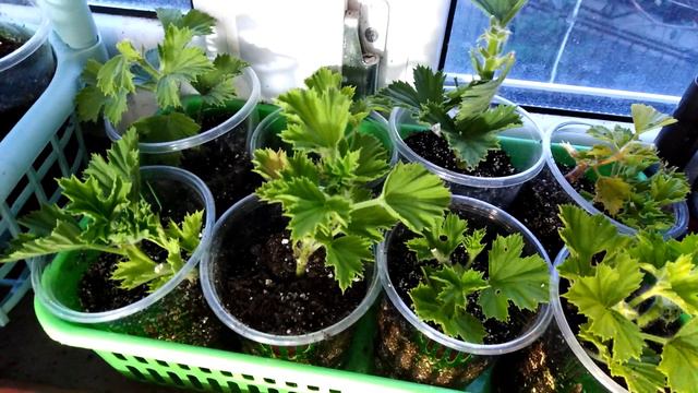 Глоксинии мои сеянцы смотреть онлайн