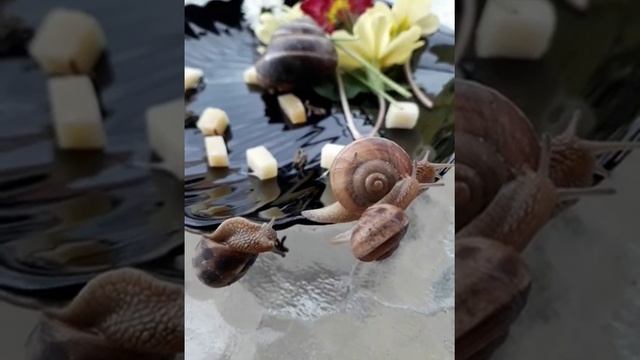 Побег из сырной тарелки или едят ли улитки сыр смотреть онлайн