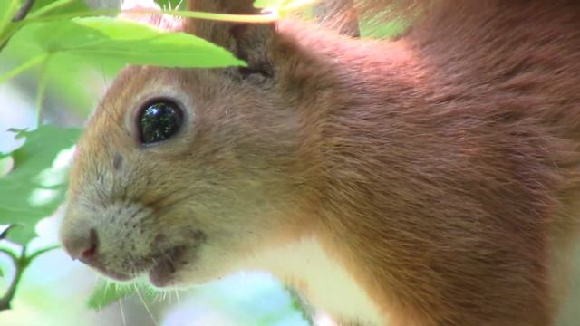Крик белки. Бельчонок нервничает || How squirrels scream (squirrel sounds) смотреть онлайн
