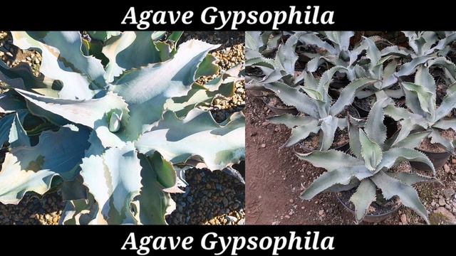 Los Agaves Mas Raros Del Mundo смотреть онлайн