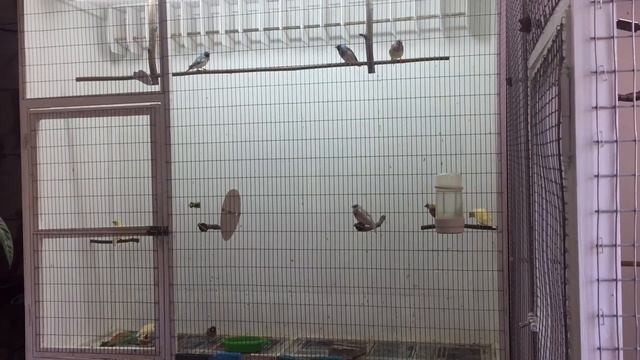 Амадины Гульда,июнь 2023 смотреть онлайн