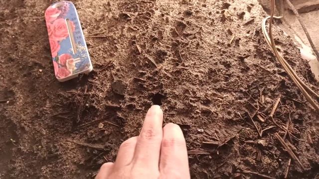 Грибы и природный баланс